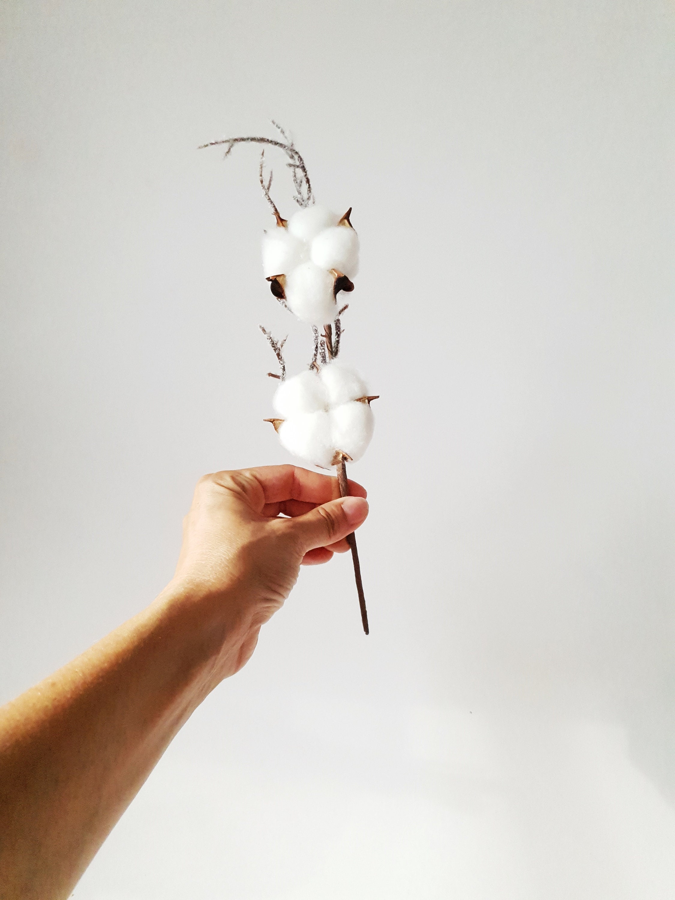 30 Rami Di Cotone Essiccato Naturale - Lunghi 30-36 Cm Con Capsula Da 5 Cm Per Decorazioni Floreali Fai Da Te E Matrimoni - 4