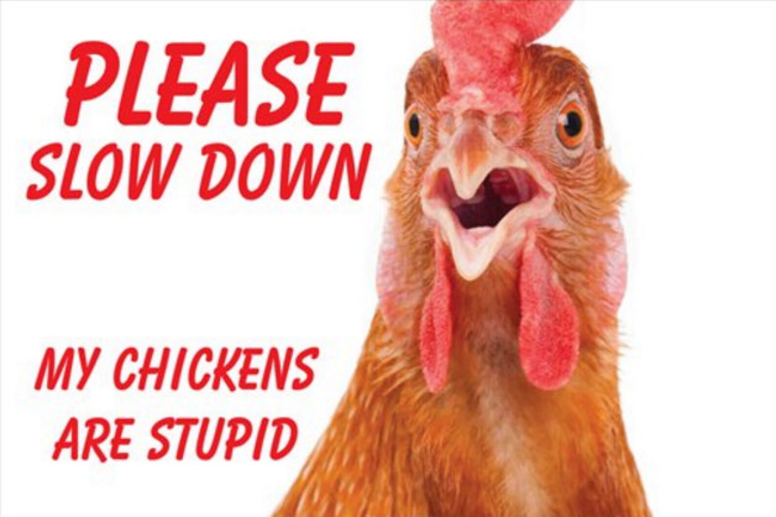 Yard Sign My Chickens Are Stupid Etsy