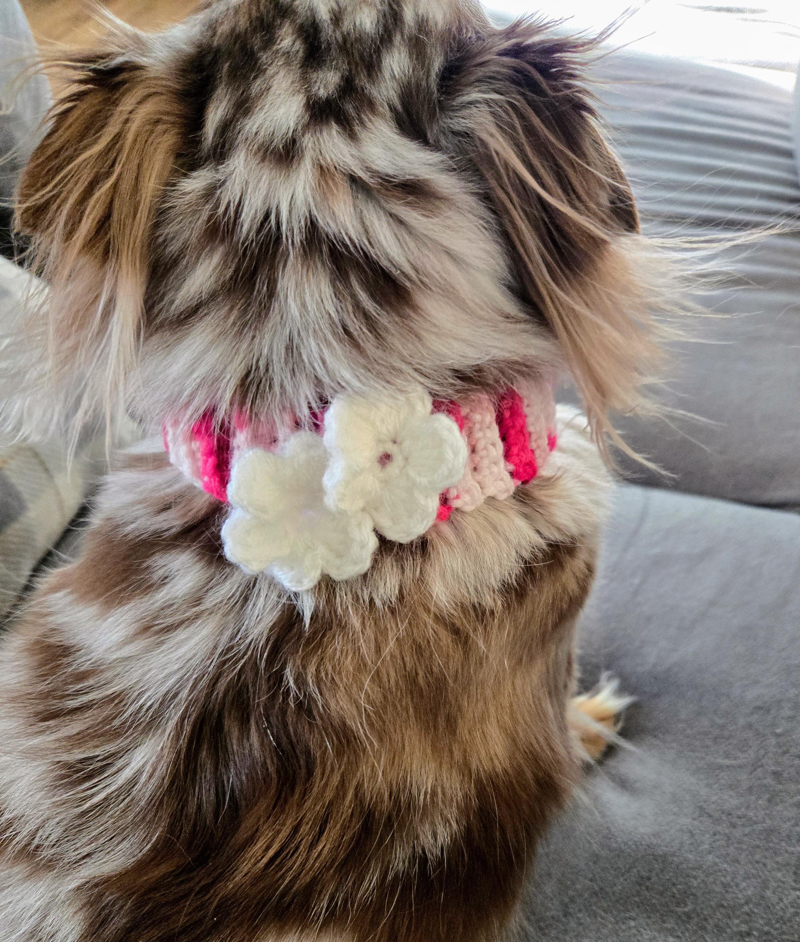 Dog Things