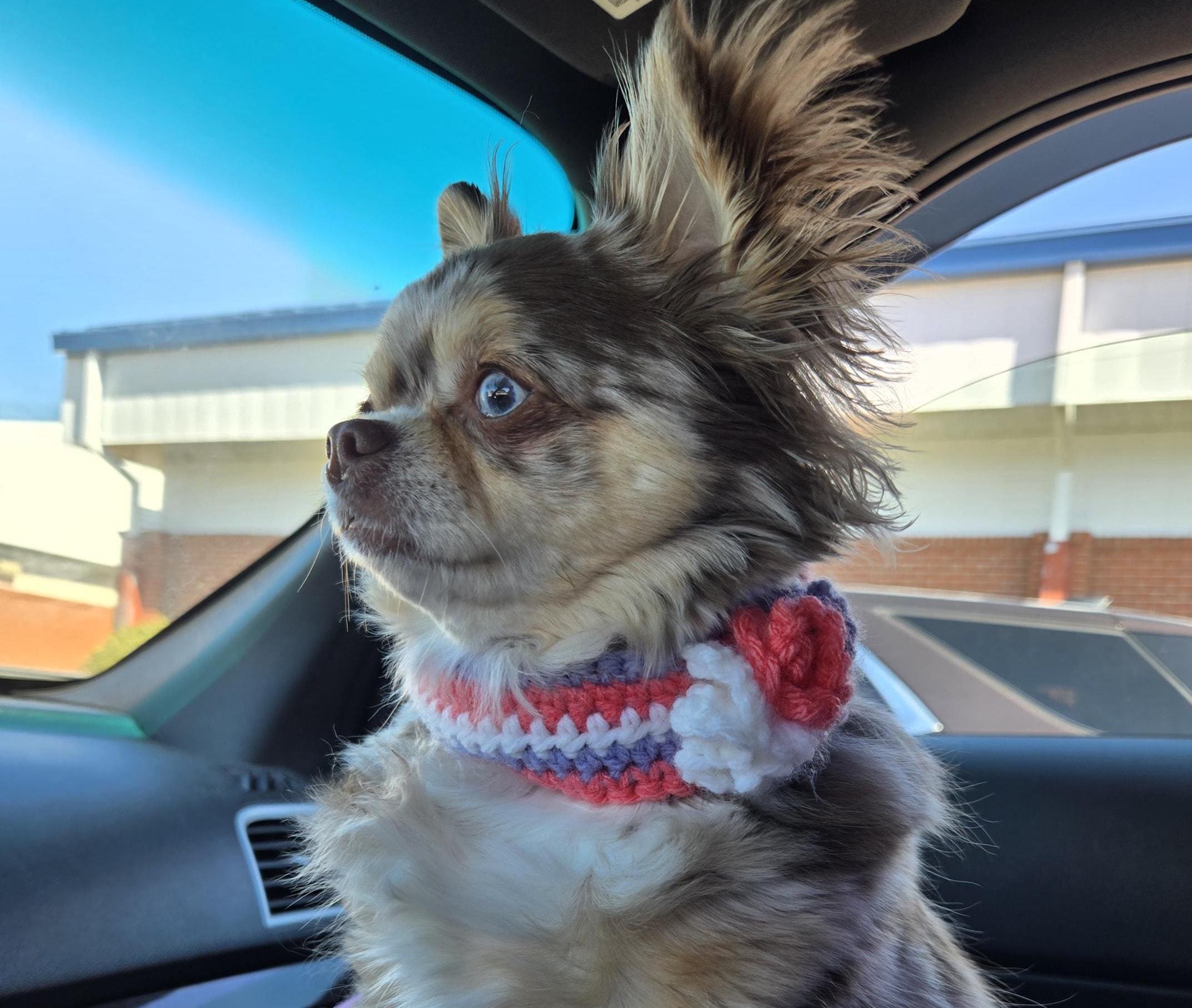 Dog Things