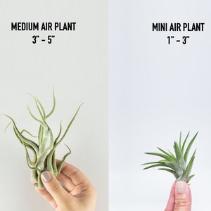 Mini Ceramic Succulent Planter Hanging Air Plant Display image 4