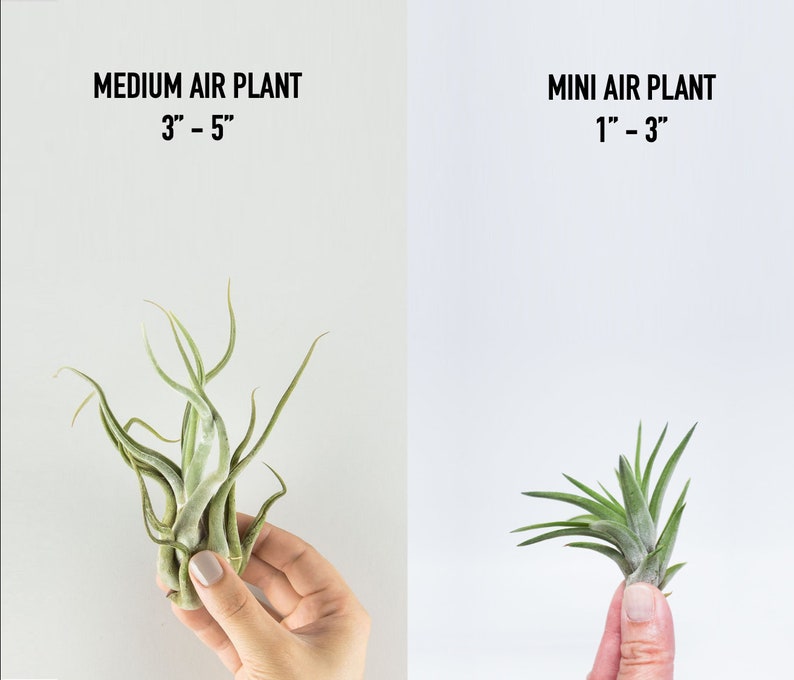 Mini Ceramic Succulent Planter Hanging Air Plant Display image 4