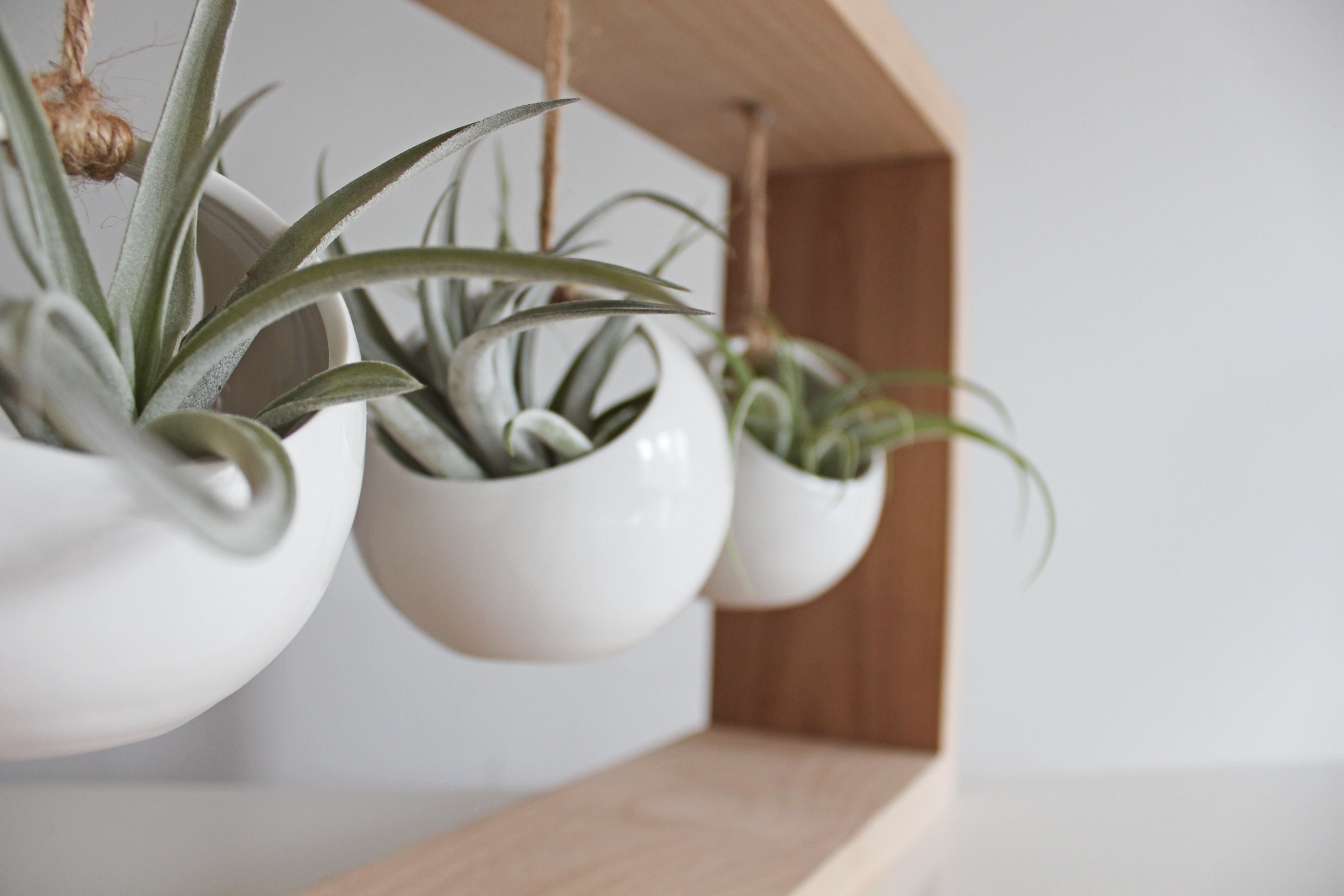 Air Plant Wall Display Hanging Air Plant Garden Handmade Etsy