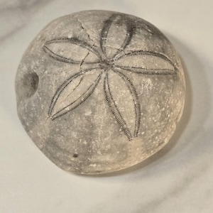 May include: A light gray sand dollar with a star-shaped pattern on its surface. The sand dollar has a round shape with a slightly rough texture and a small hole on the side. The star pattern is made up of thin, dark lines.
