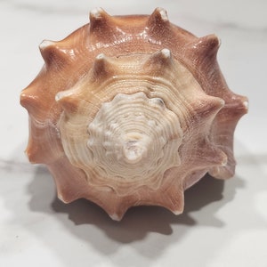 May include: A top-down view of a spiky seashell featuring a spiral center that transitions from a creamy white at the apex to a warm, earthy brown hue toward the outer edges. The shell displays a series of sharp, protruding points around its perimeter.