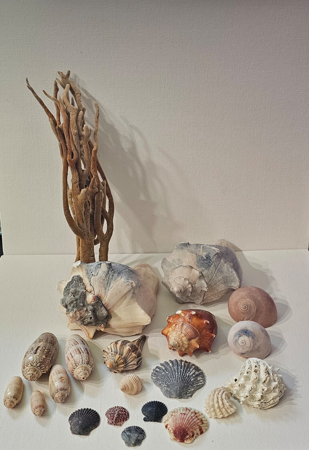 Assorted Authentic Sea Shells - Etsy