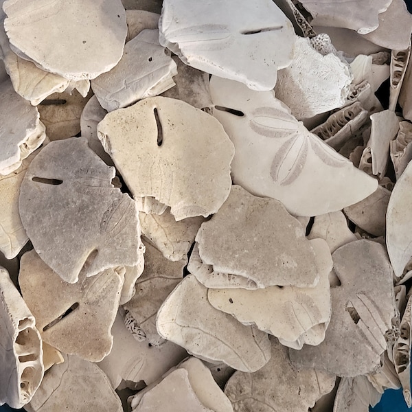 Sand Dollar Pieces