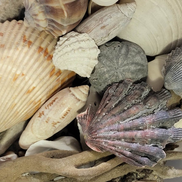 Mystery Seashell Boxes-Surprise Seashells-Collection-Its A Surprise!