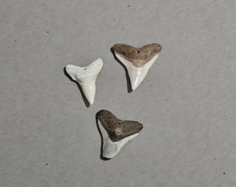 Authentic White Shark Teeth