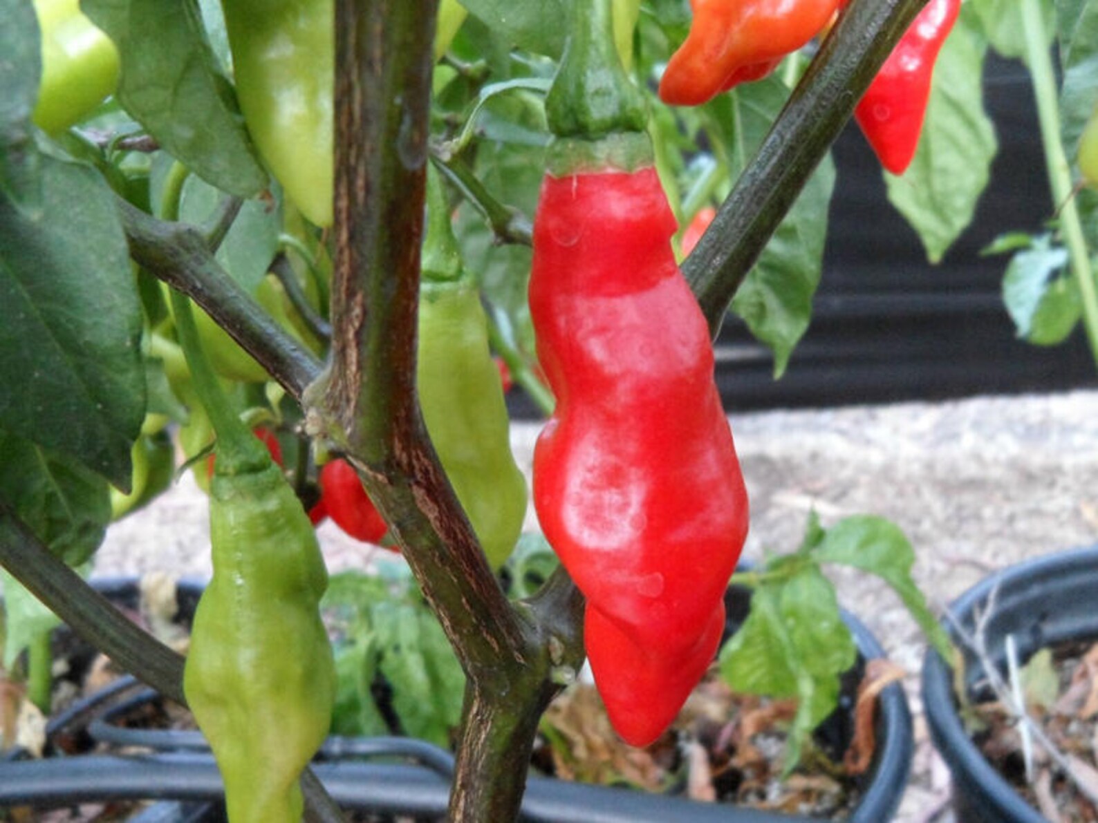 Whole Fresh Trinidad Pimento Peppers. A Staple in Trinidad and Etsy