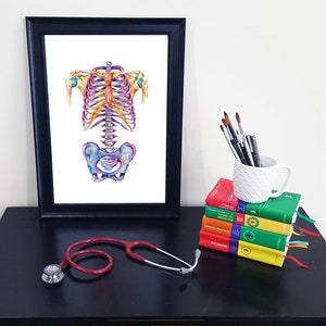 Medical Anatomy Art- Stunning Watercolour Axial Skeleton PRINT