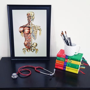 Medical Anatomy Art - Print of Watercolour - Anterior Muscles and Skeleton Active