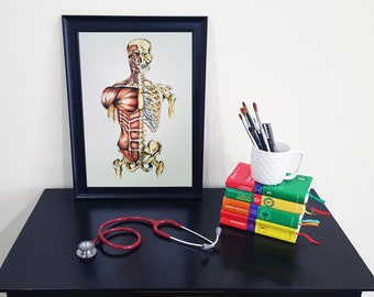 Medical Anatomy Art - Print of Watercolour - Anterior Muscles and Skeleton Active