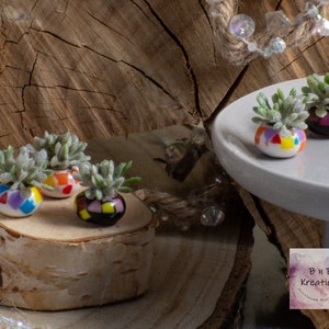 Puede incluir: Cuatro suculentas en miniatura en macetas con coloridos patrones geométricos. Las suculentas son de varios tonos de verde y las macetas están decoradas con tonos de rosa, azul, amarillo, naranja, rojo, negro y blanco.