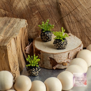 Puede incluir: Tres pequeñas plantas en maceta con follaje verde en macetas negras con diseño de estampado de leopardo. Las macetas están sobre una superficie de madera.