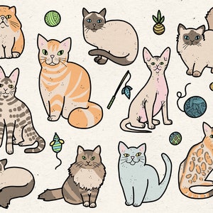 Illustrations de chats / graphiques clipart numériques / persan, siamois, sphynx, birman, bengal, maine coon, ragdoll / usage personnel et commercial