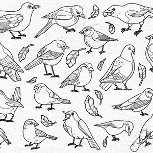 17 handgetekende vogels en 17 veren als digitale afbeeldingen/mees, vink, duif, specht, nachtegaal/clipart ook voor commercieel gebruik