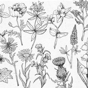 Könnte beinhalten: Eine Schwarzweiß-Zeichnung verschiedener Blumen und Pflanzen, darunter eine Mohnblume, ein Maiglöckchen, eine Distel und eine Wildblume.
