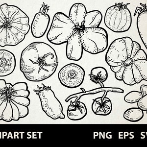 Tomates / Digital Lineart Doodle Graphics / EPS, SVG, PNG / Legumes, variedades de tomate, jardim, planta / clipart para uso comercial