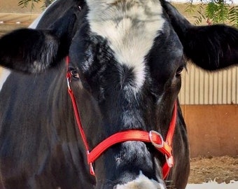 Cattle Halter Calf Heifer/cow/yearling bull