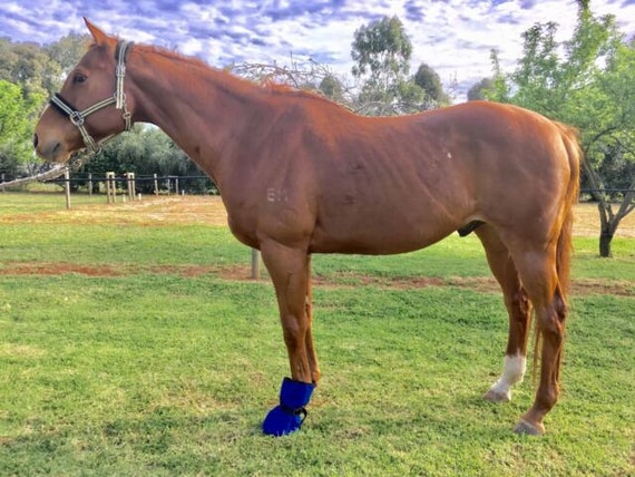 Abscess boot for horses sales
