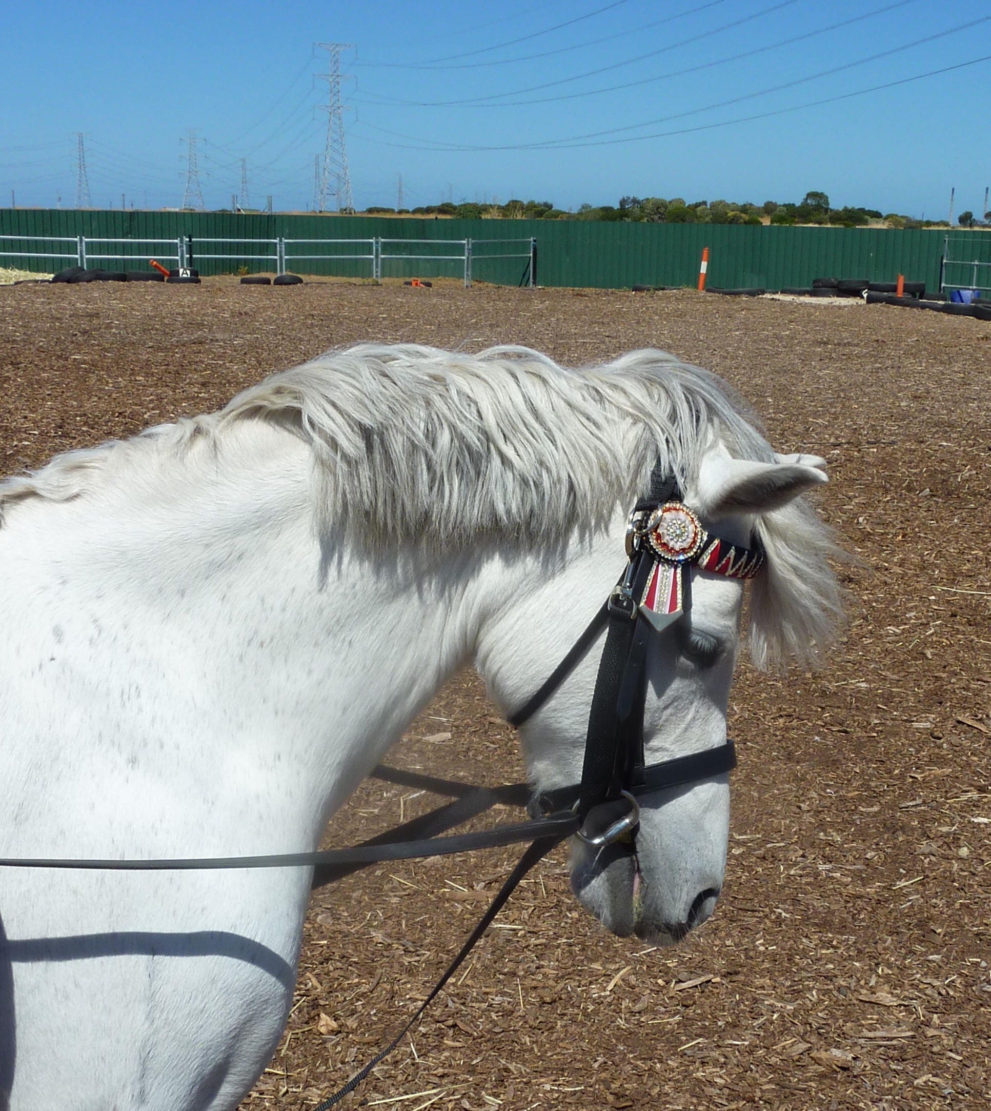 Horse/pony Childrens Anti Grazing Grass control Reins Black Terylene