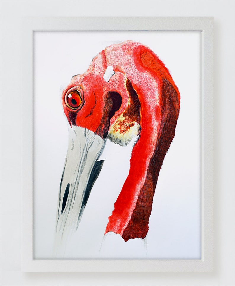 Indian sarus crane bird image