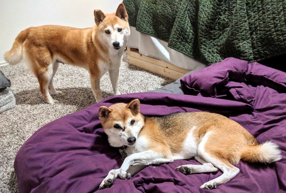 The Sochi Happy Shiba Inu Wooden Laser Cut Keychain Fundraiser