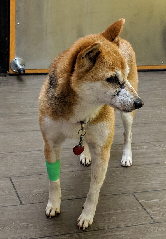 The Sochi Happy Shiba Inu Wooden Laser Cut Earrings Studs Posts Fundraiser