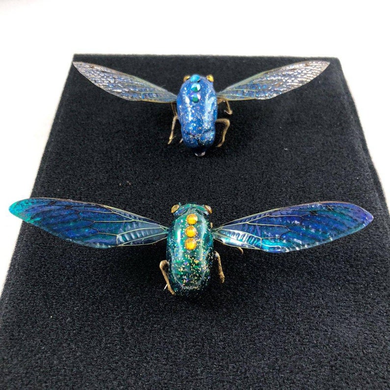 Cicada shell display | Etsy