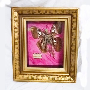 May include: A framed butterfly with a pink background and a marbled effect. The butterfly is adorned with jewelry and the text "MINKY & PET" is written on a white tag.