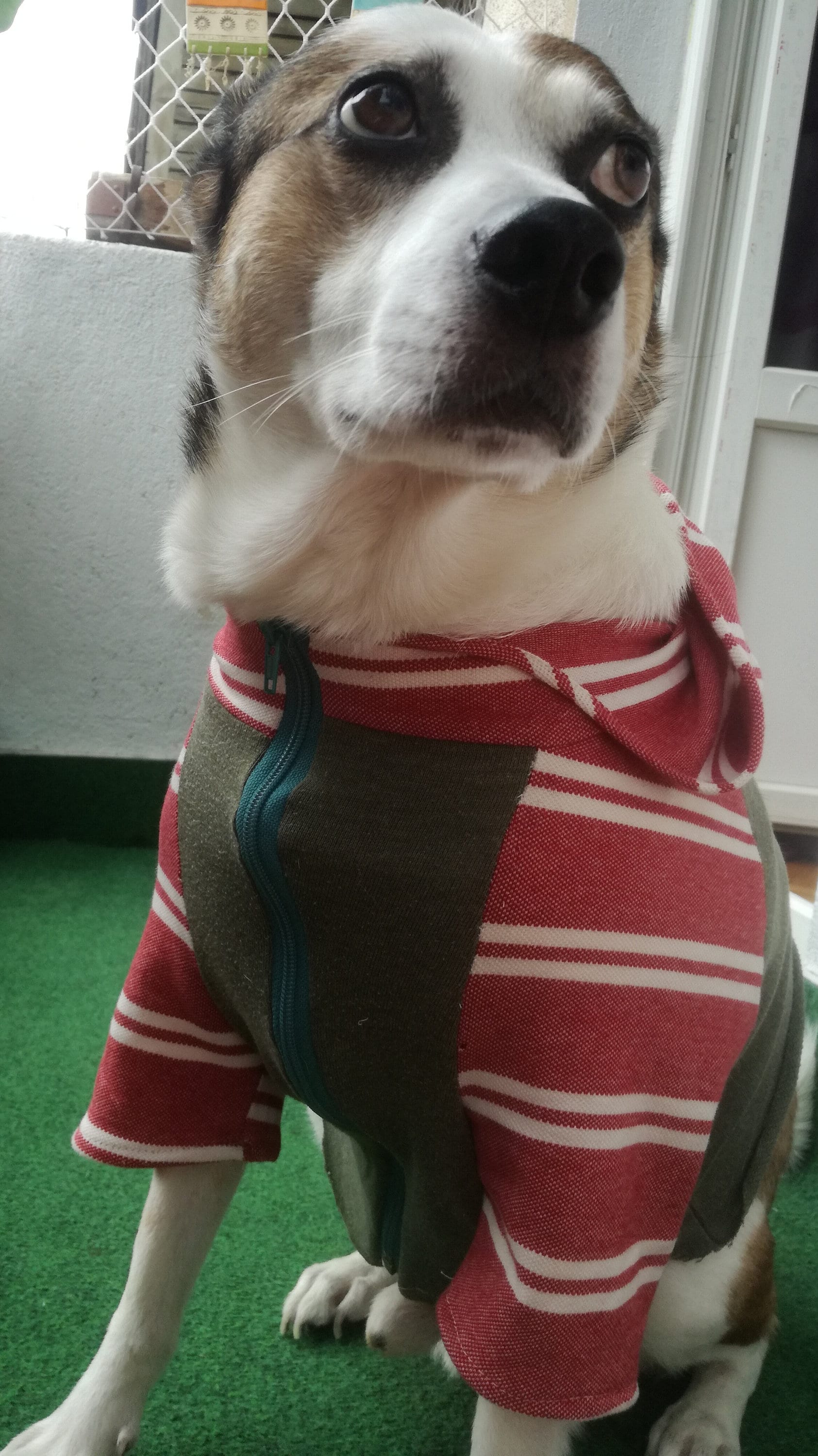 Small Dog Sweatshirt Pattern Sewing Dog Sweater Pattern Dog Etsy