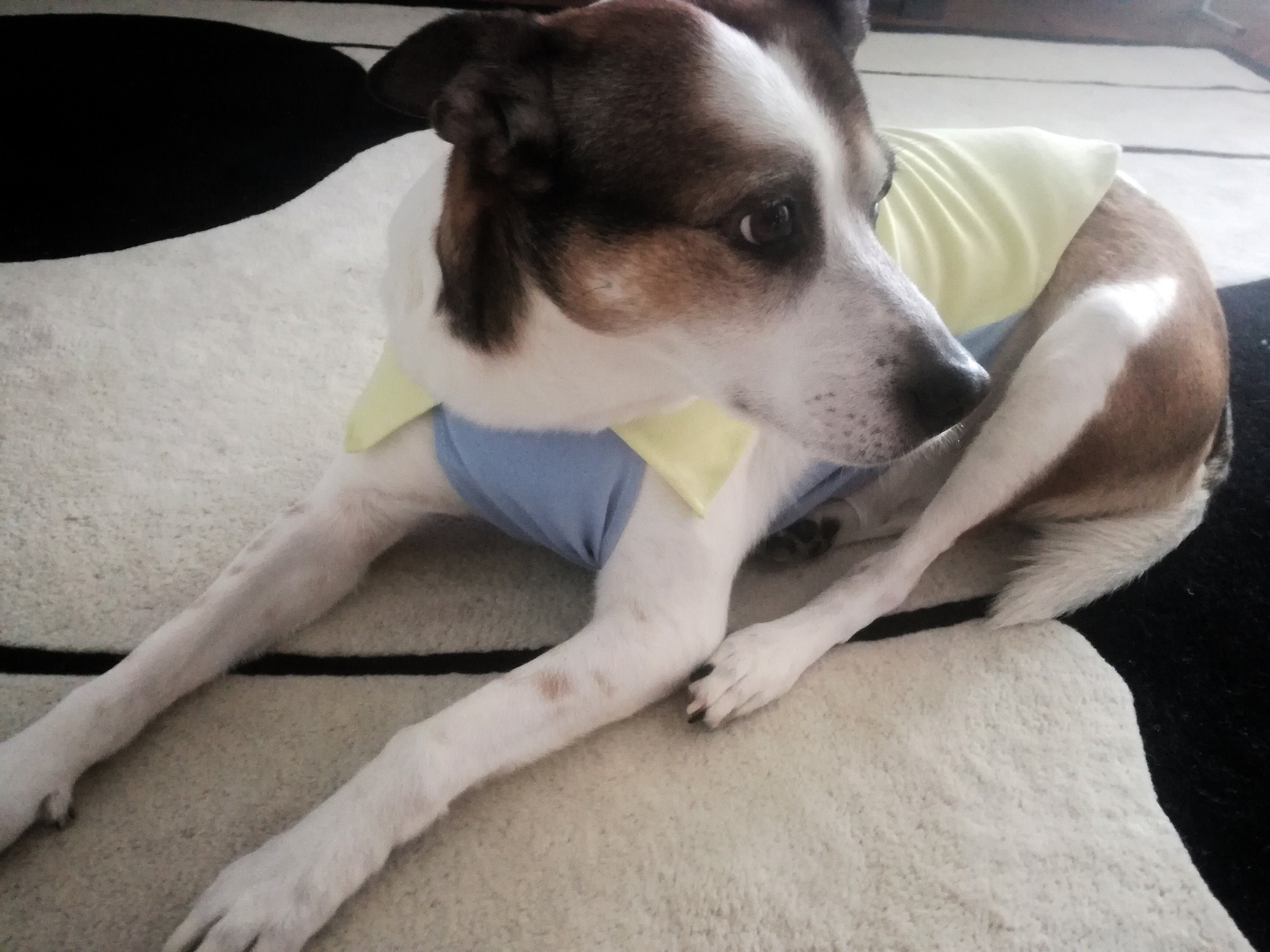 Dog Tee Shirtm Digital Sewing Pattern Dog Blouse Pattern Etsy