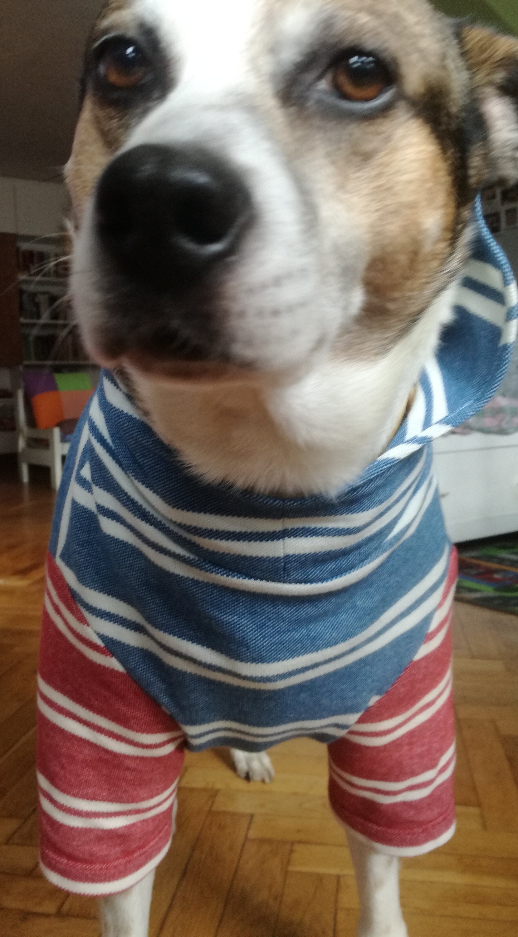 Medium Dog Hoodie Digital Sewing Pattern Pdf Dog Sweatshirt Etsy