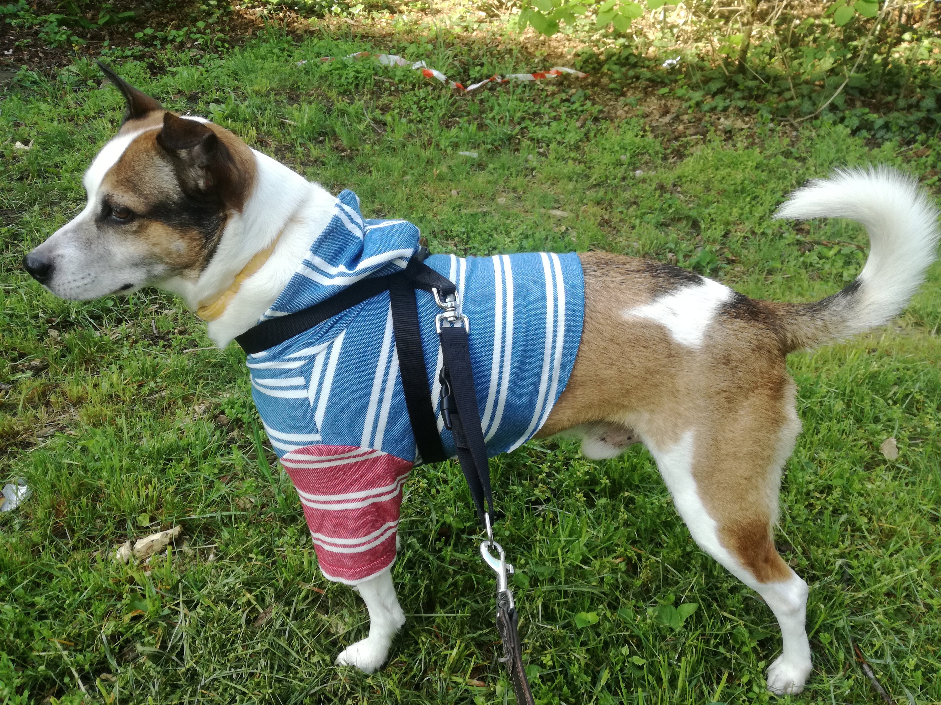 Medium Dog Hoodie Digital Sewing Pattern Pdf Dog Sweatshirt Etsy