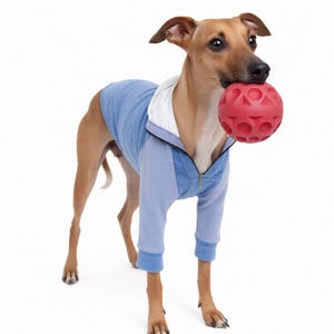 K&ouml;nnte beinhalten: Ein brauner Hund mit kurzem Fell tr&auml;gt einen hellblauen und wei&szlig;en lang&auml;rmeligen Kapuzenpullover mit Rei&szlig;verschluss. Der Hund h&auml;lt einen runden, strukturierten roten Gummiball im Maul. Das Kleidungsst&uuml;ck hat gerippte B&uuml;ndchen und ein wei&szlig;es Innenfutter.