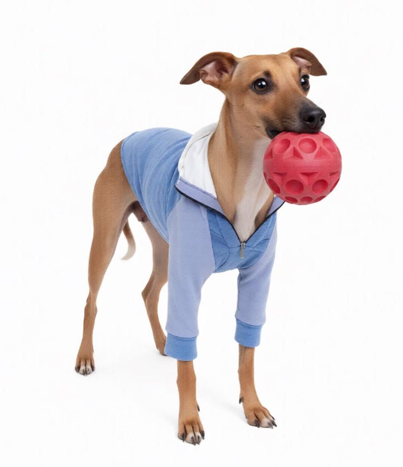 K&ouml;nnte beinhalten: Ein brauner Hund mit kurzem Fell tr&auml;gt einen hellblauen und wei&szlig;en lang&auml;rmeligen Kapuzenpullover mit Rei&szlig;verschluss. Der Hund h&auml;lt einen runden, strukturierten roten Gummiball im Maul. Das Kleidungsst&uuml;ck hat gerippte B&uuml;ndchen und ein wei&szlig;es Innenfutter.