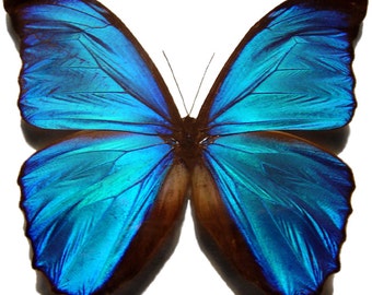 標本 Peru Morpho helena 135mm A1+ Female Helena Morpho Butterfly