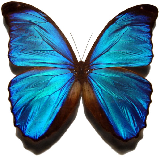 標本 Peru Morpho helena 134mm BicBugs Morpho helena blue white butterfly Peru
