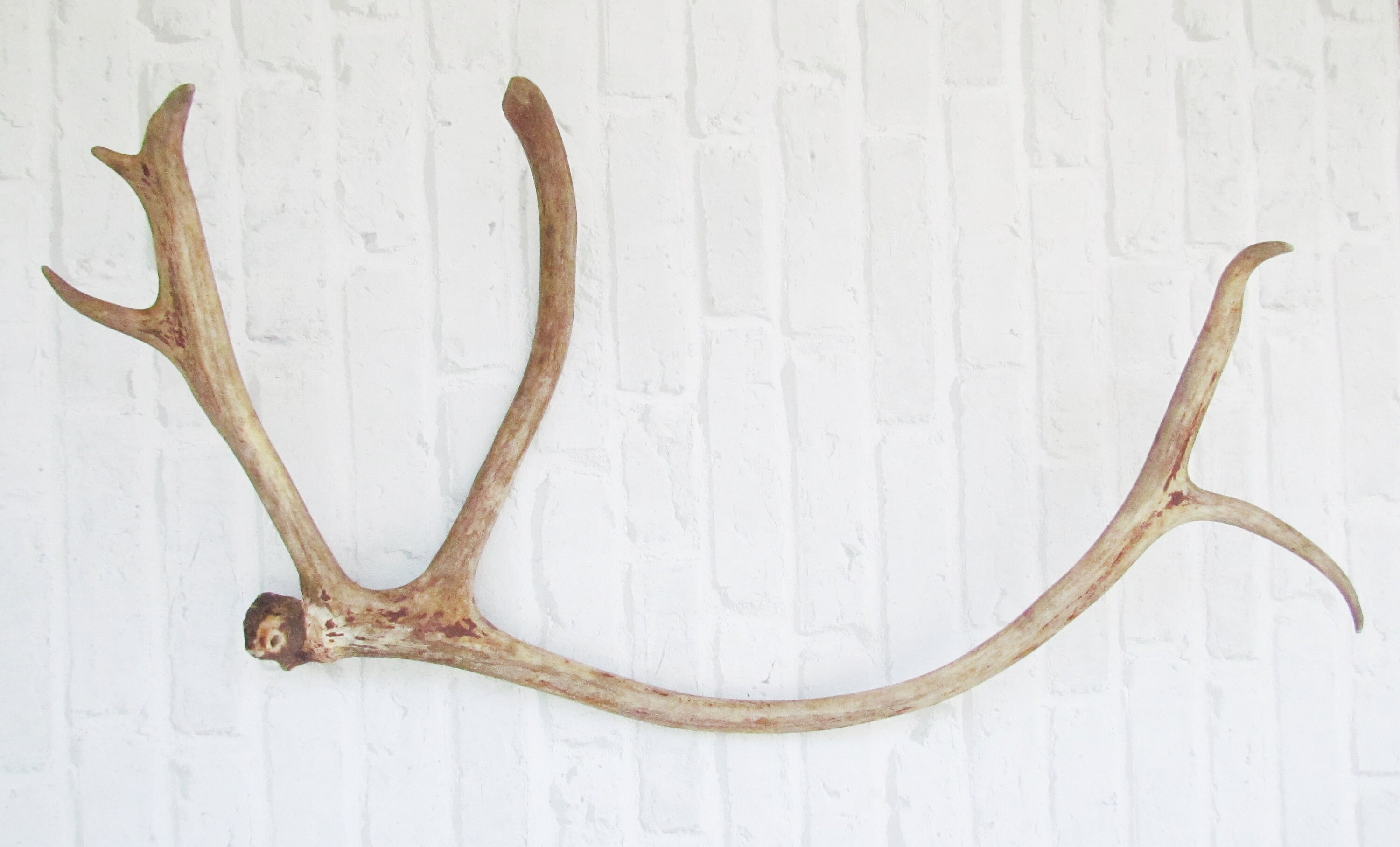 Rustic decor rustic wedding deer antlers | Etsy
