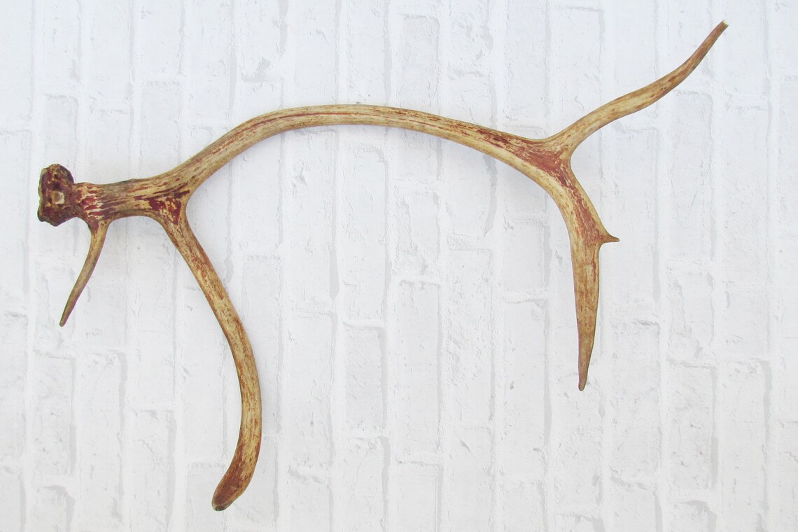 Rustic decor rustic wedding deer antlers | Etsy