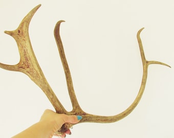 rustic decor rustic wedding deer antlers