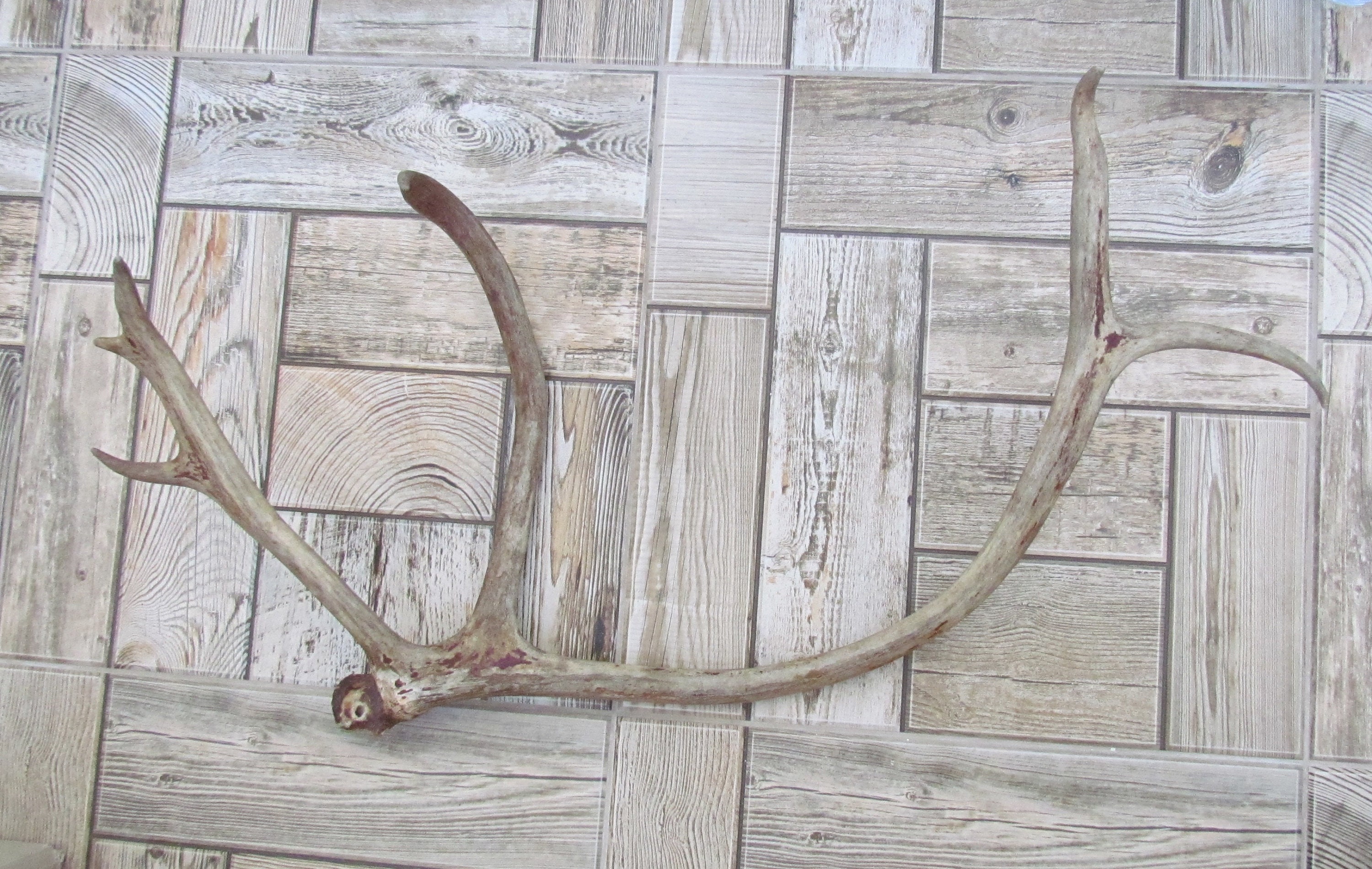 Rustic decor rustic wedding deer antlers | Etsy