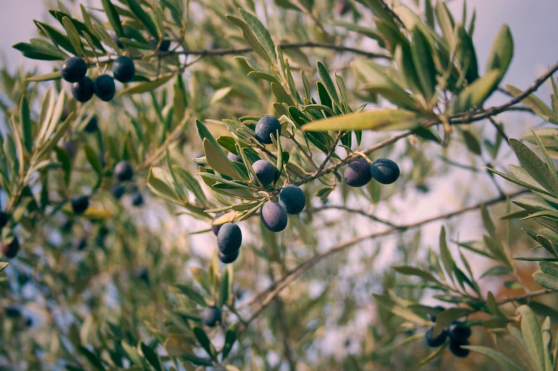 Rosemary soap image 9