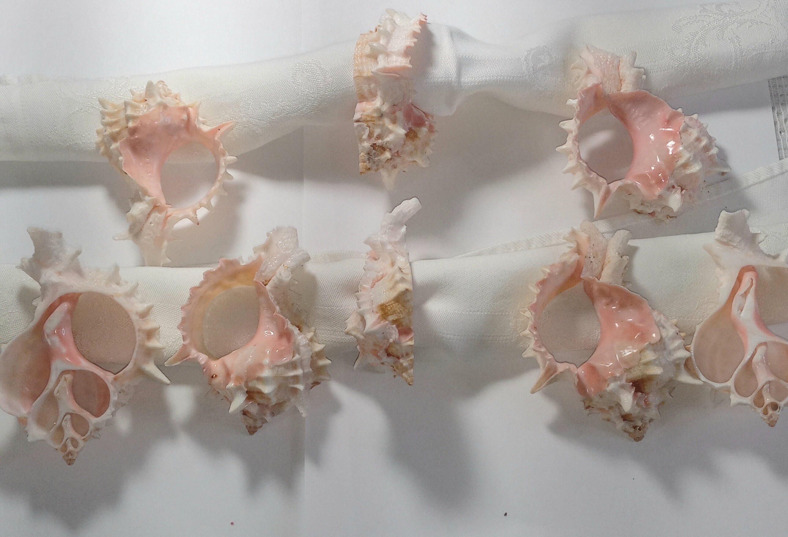 Seashell Napkin Rings set 8/Natural Beauty of the Large Shells pink and white/Spring/Oceanside