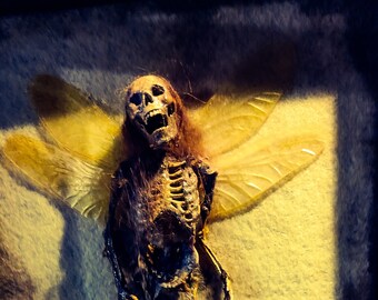 Mummified fairy