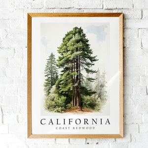 Coast Redwood, The State Tree of California, Poster Print, Wall Décor