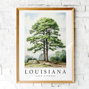 Bald Cypress, The State Tree of Louisiana, Poster Print, Wall Décor