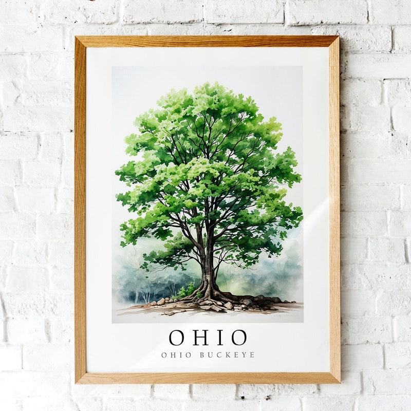 Buckeye Tree - Etsy
