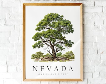 May include: A framed print of a single-leaf pinyon tree, a type of pine tree native to Nevada. The print is on white paper with a brown wooden frame. The text "NEVADA" and "SINGLE-LEAF PINYON" is printed below the image.